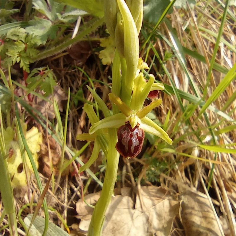 Ophrys sphegodes argentaria
